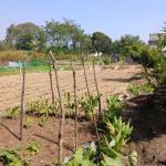 Farm House for Sale in Velhe, Pune