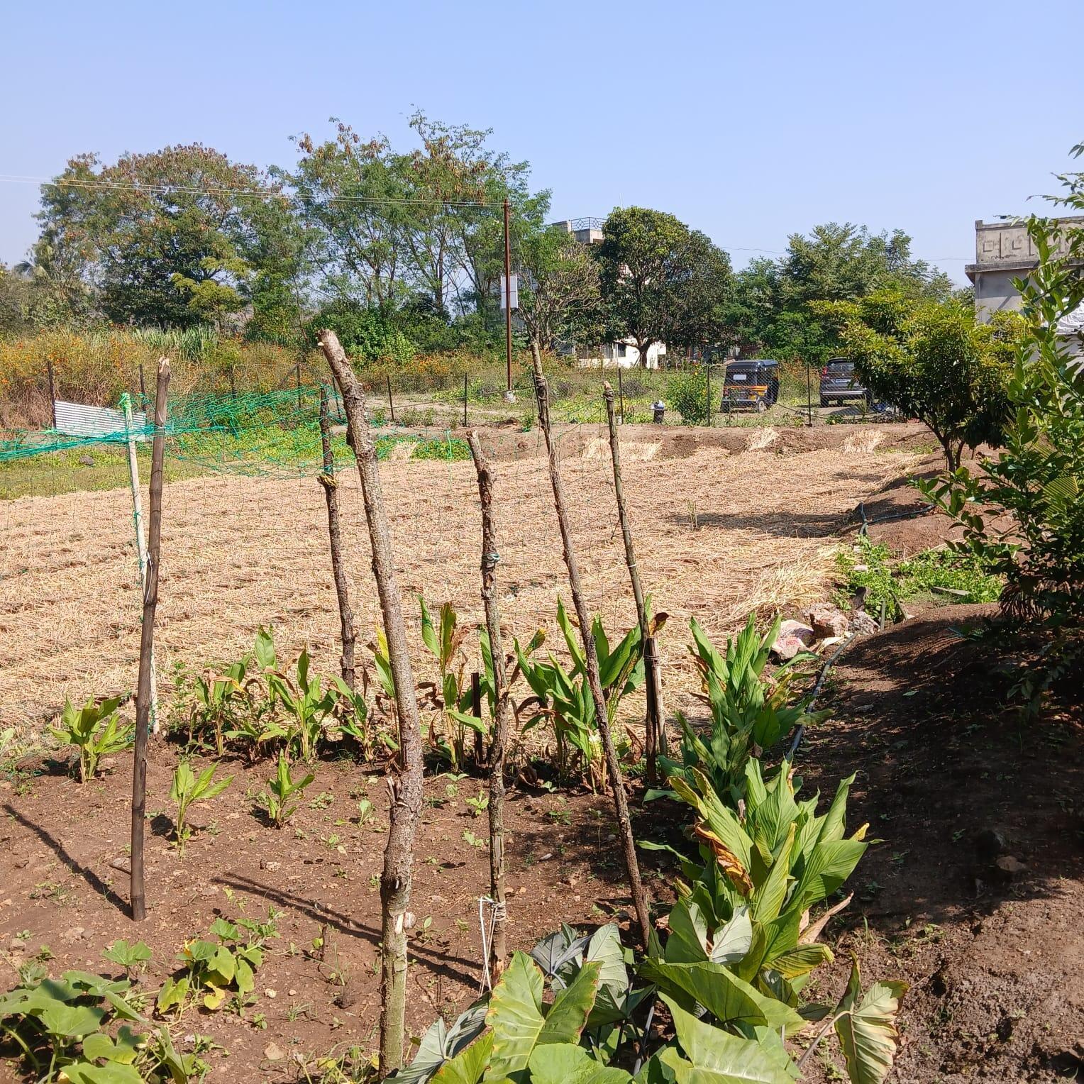 Farm House for Sale in Velhe, Pune